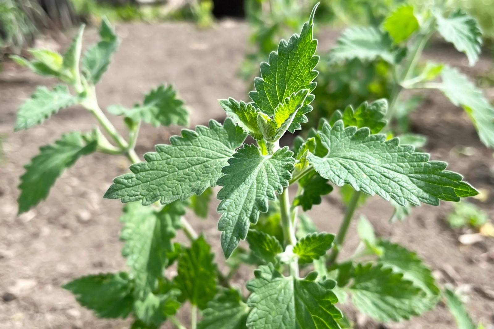 200 Lemon LEMONY CATNIP Nepeta Cataria Citrodoria Herb Flower Seeds