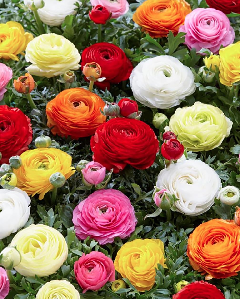 White French Peony Ranunculus – 12 Largest Size Corms, Premium Bulbs for Stun…