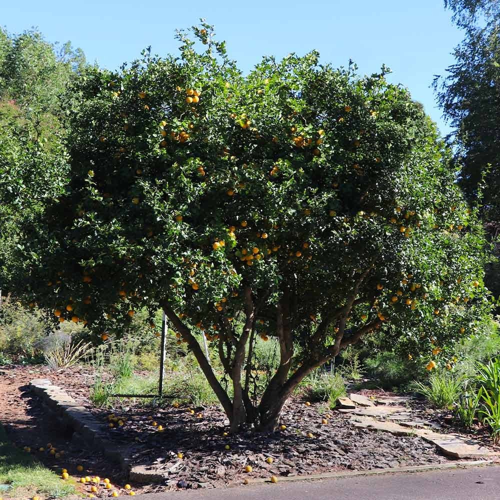 10+ Seeds Hardy Orange, Trifoliate Orange (Poncirus trifoliata) Hardy to Zone 5