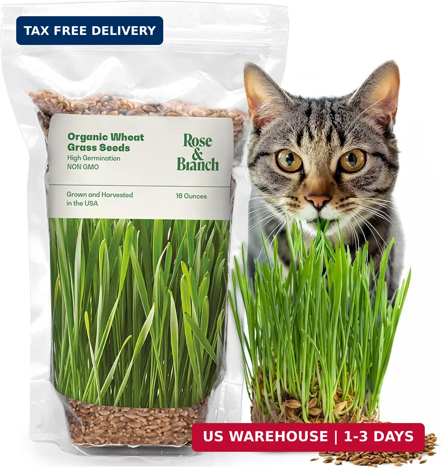 Rose & Branch Organic Wheat Grass Seeds for Indoor Cats – Cat Grass Seeds – 16 O