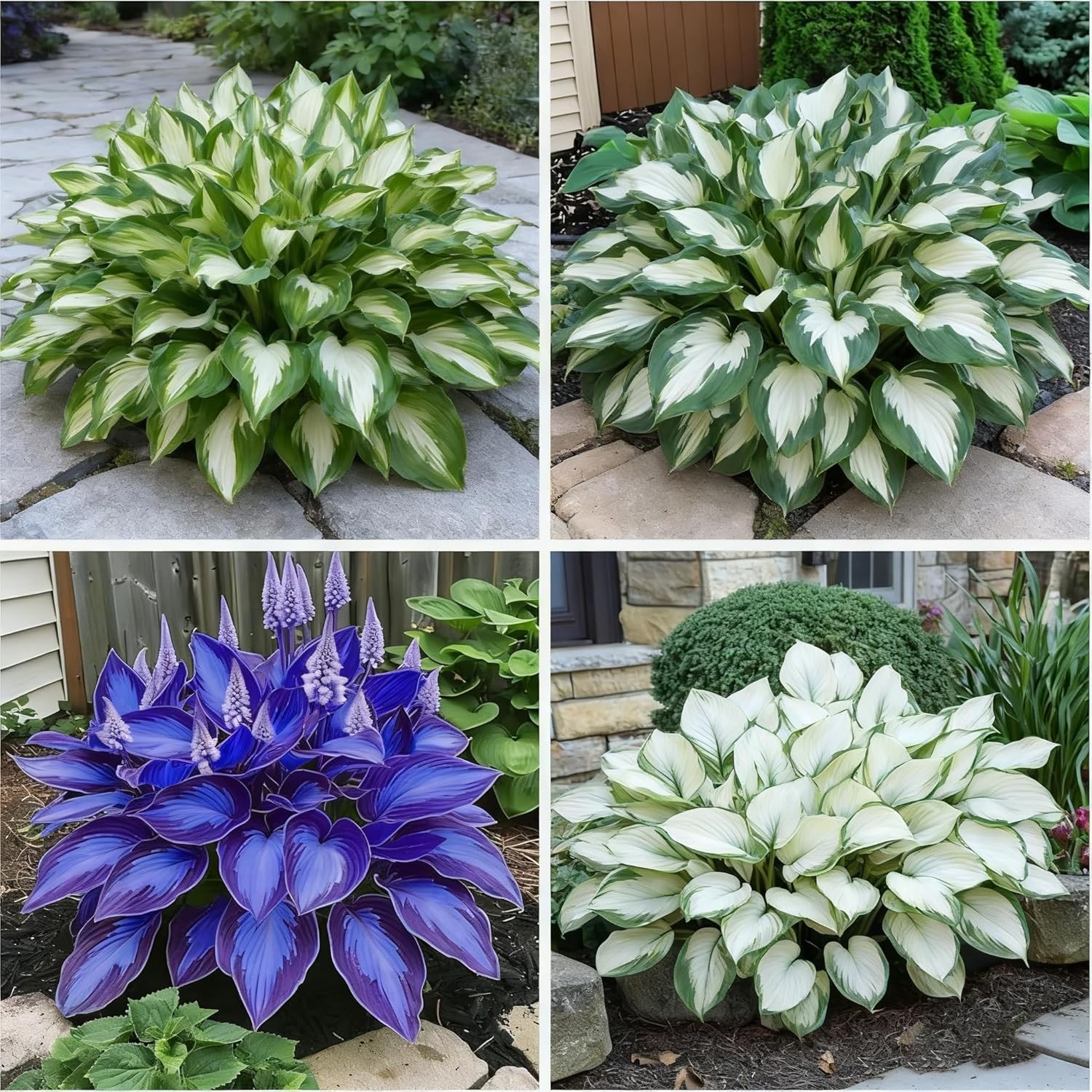 Mixed Color Hosta Seeds – 300+ Perennial Seeds for Outdoor Shade Gardens