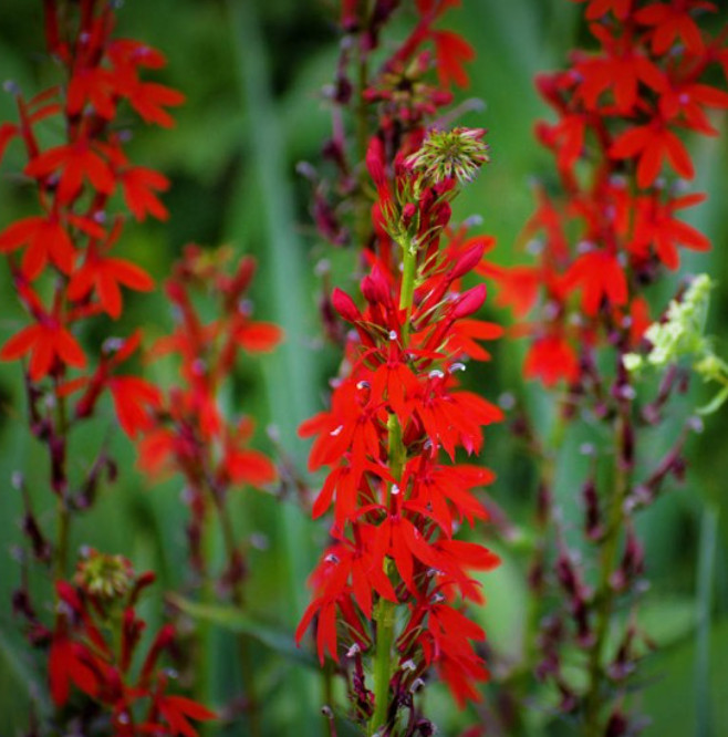 CARDINAL FLOWER Red Hummingbird Plant Perennial Wet Areas Non-GMO 1000 Seeds!