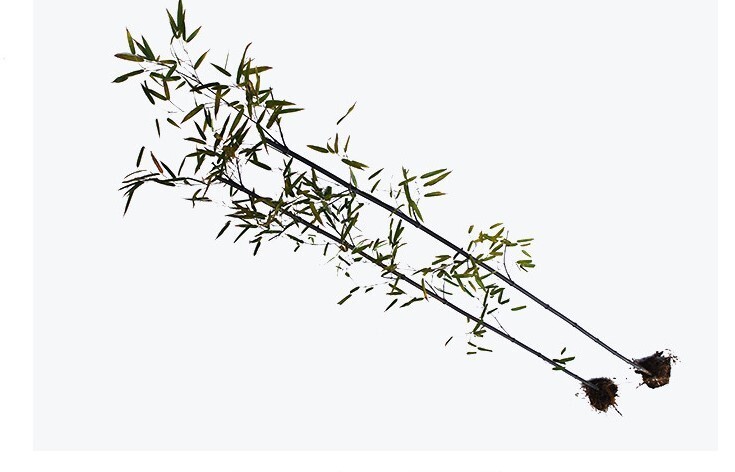 50+Black Bamboo seeds Bamboo Bonsai Garden Home Decoration Cold Resistance USA