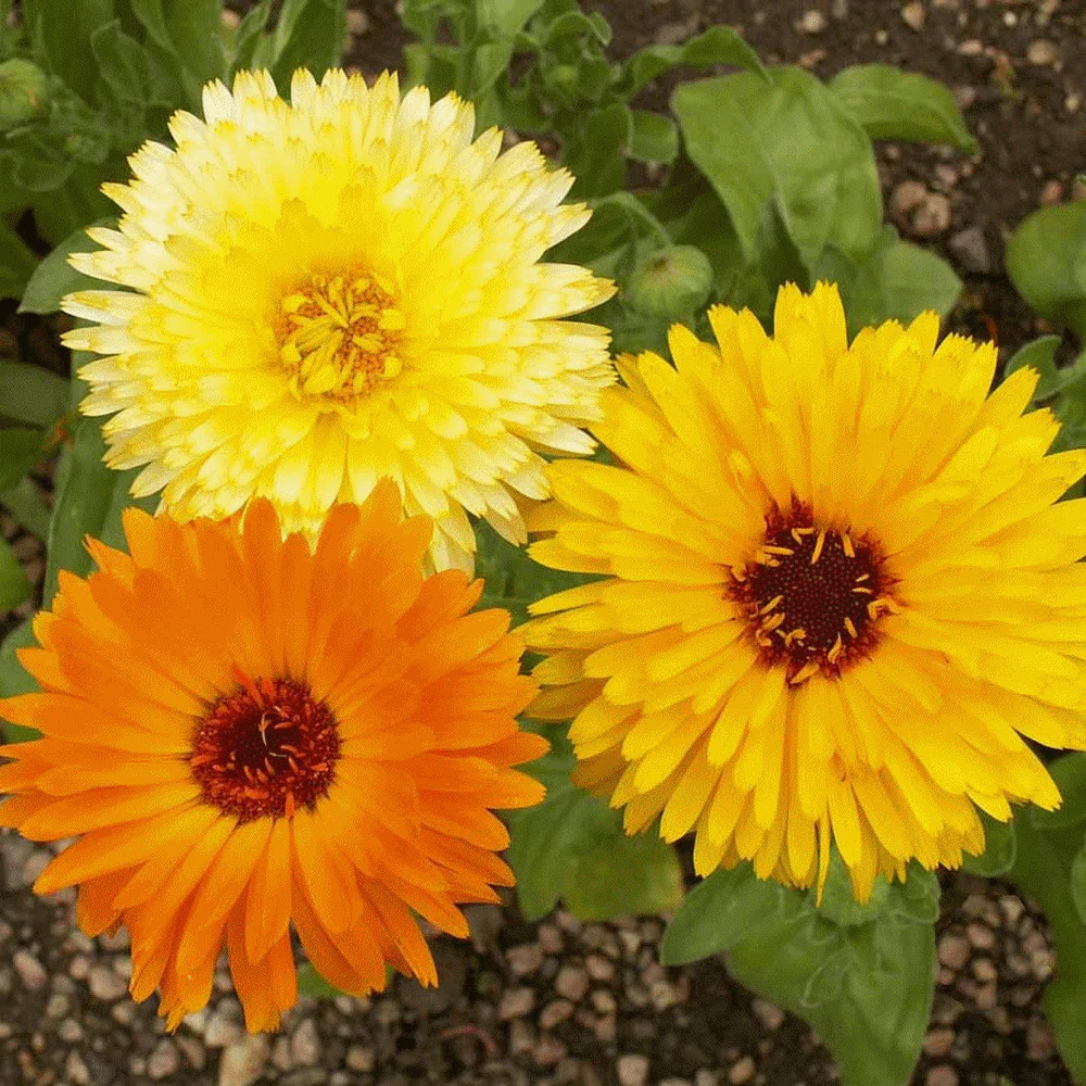 Pacific Beauty Mix Calendula Seeds | Orange Yellow Flower Pot Marigold Seed 2024