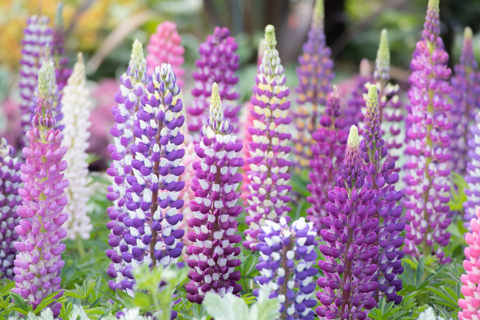 75 Mixed Colors RUSSELL LUPINE Bigleaf Lupinus Polyphyllus Flower Seeds