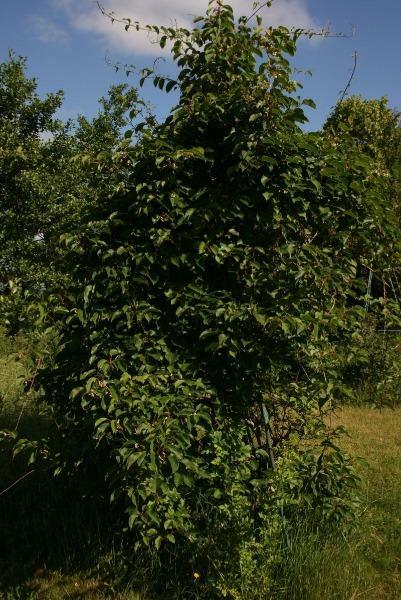 Actinidia arguta | Siberian or Dessert Kiwi | 100 Seeds