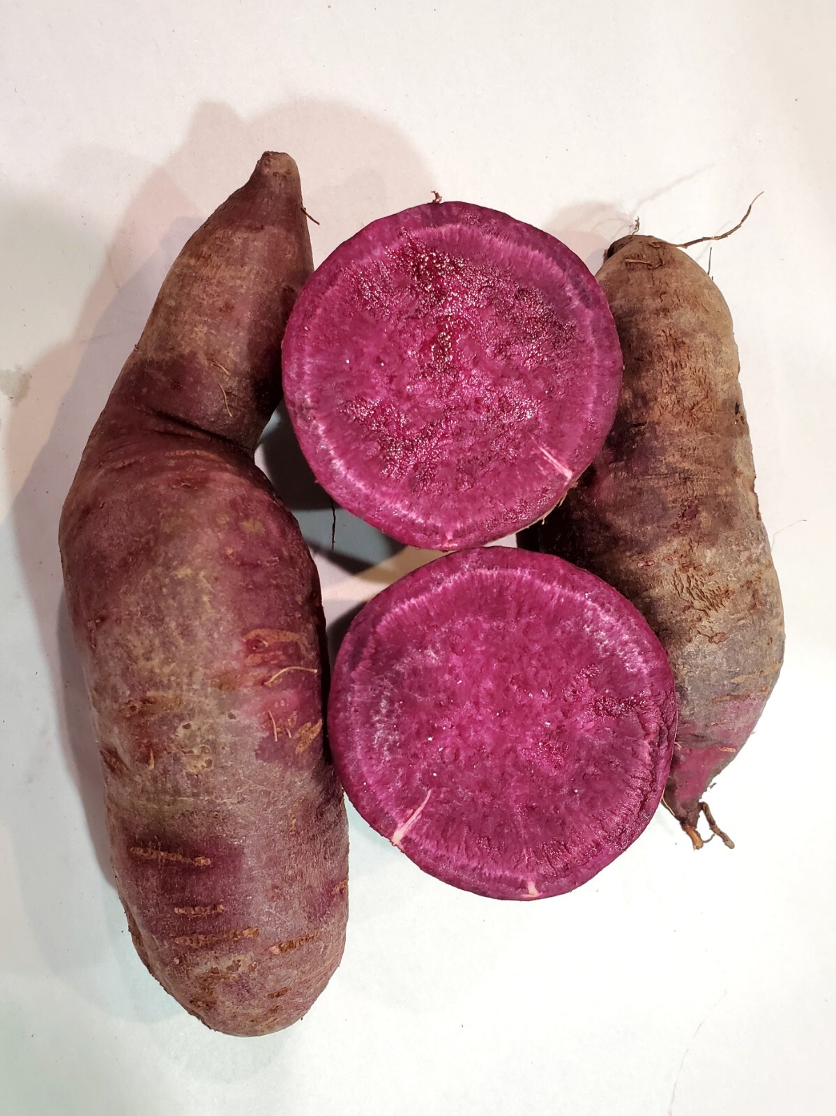 10 Organic purple sweet potato slips or rooted vine cuttings