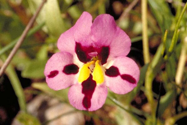 Mimulus tricolor | Monkey Flower | 20 Seeds
