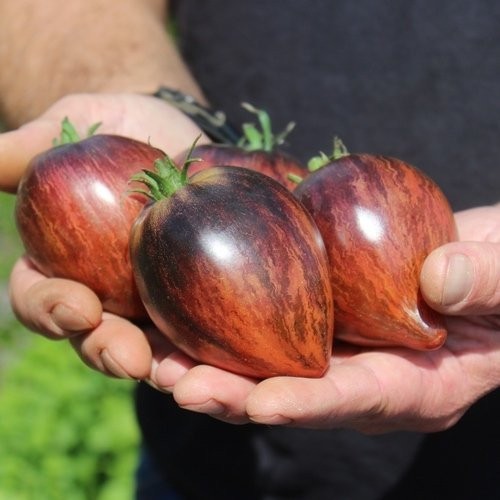 10 seeds Rebel Starfighter Prime Heart Tomato Rare ORGANIC Variety