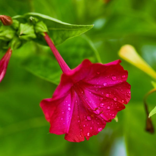 Four O’Clock Seeds Red, Mirabilis Jalapa 50 Seeds Free Shipping!