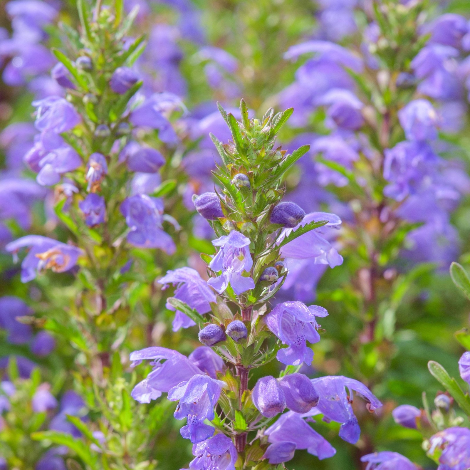 Moldavian Balm Seeds (Dracocephalum moldavicum) ~Traditional Tea Herb Garden