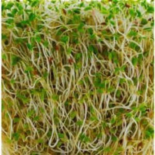 Nutritious 4 oz Alfalfa Sprouting Seeds – Grow Delicious Edible Sprouts at Home