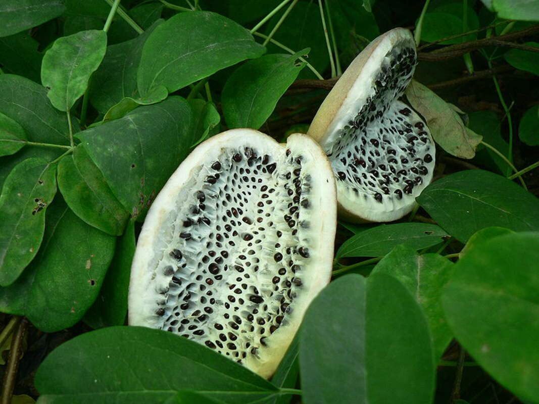 20 Chocolate Vine Seeds for Planting – Akebia quinata, Five Leaf Vine