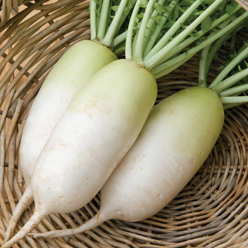 GREEN RADISH 50 + WHITE RADISH 100 SEEDS