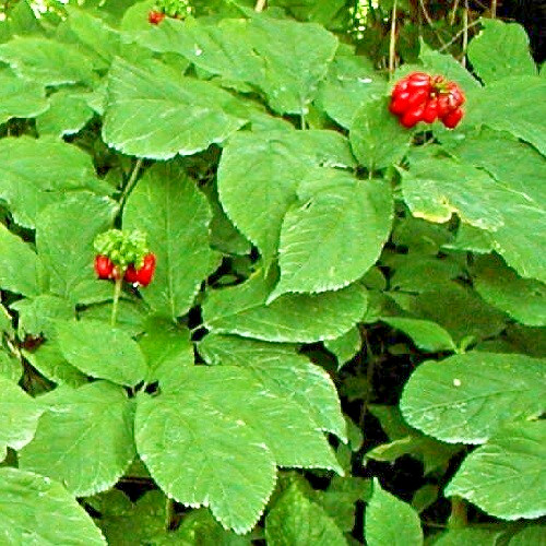 25 Fully Stratified American Panax Quinquefolius Ginseng Seeds 2025 Harvest USA