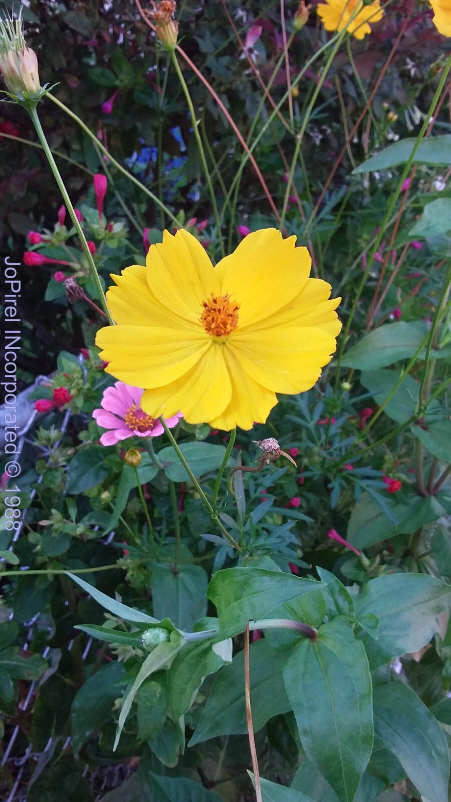 8 O’Clock Primrose Fall Harvested Evening Mixed 2023 Seeds 25 seeds