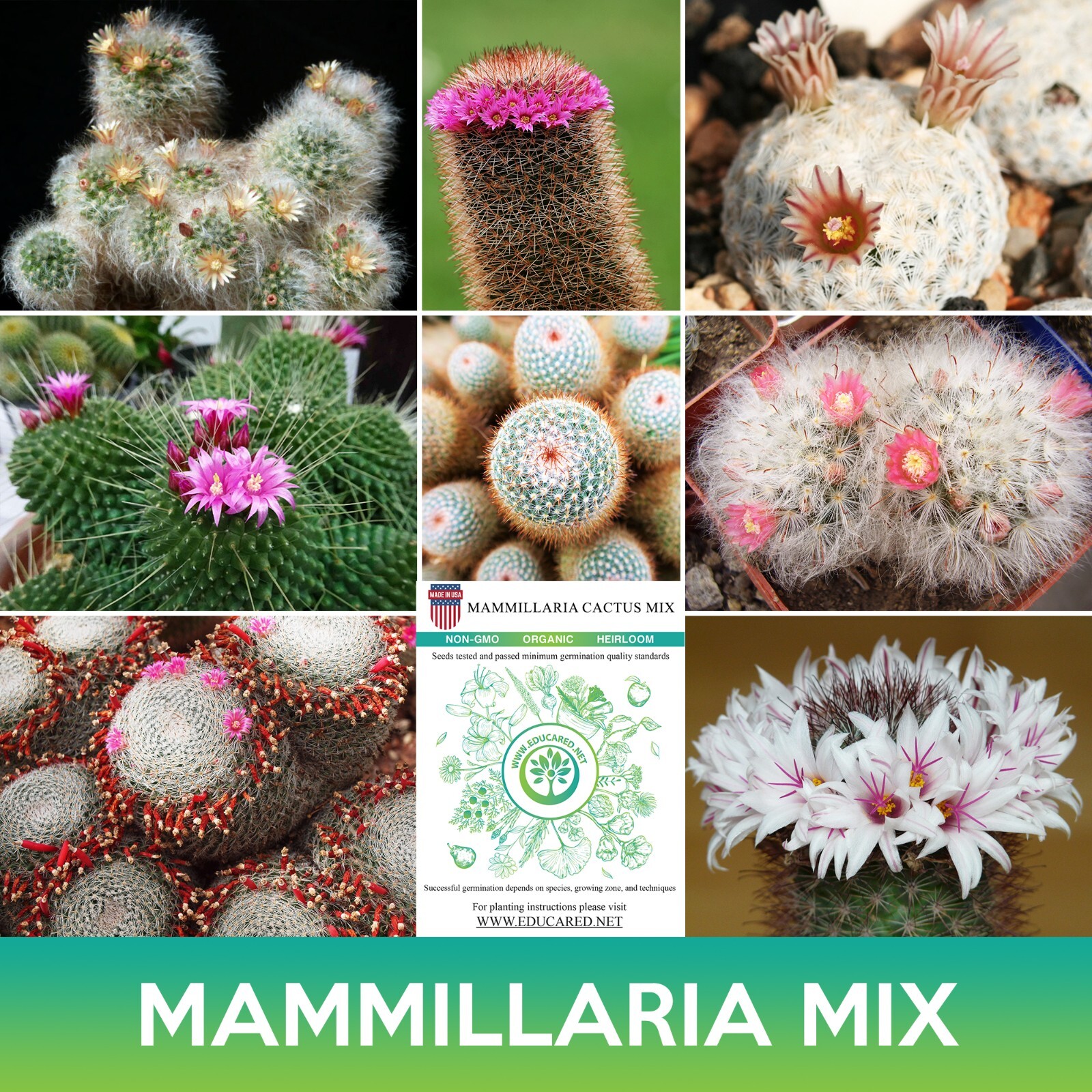 Mammillaria Cactus Mix Seeds