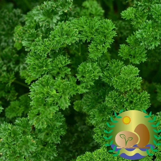 Triple Moss Curled Parsley Seeds | NON-GMO | Heirloom | FREE SHIPPING