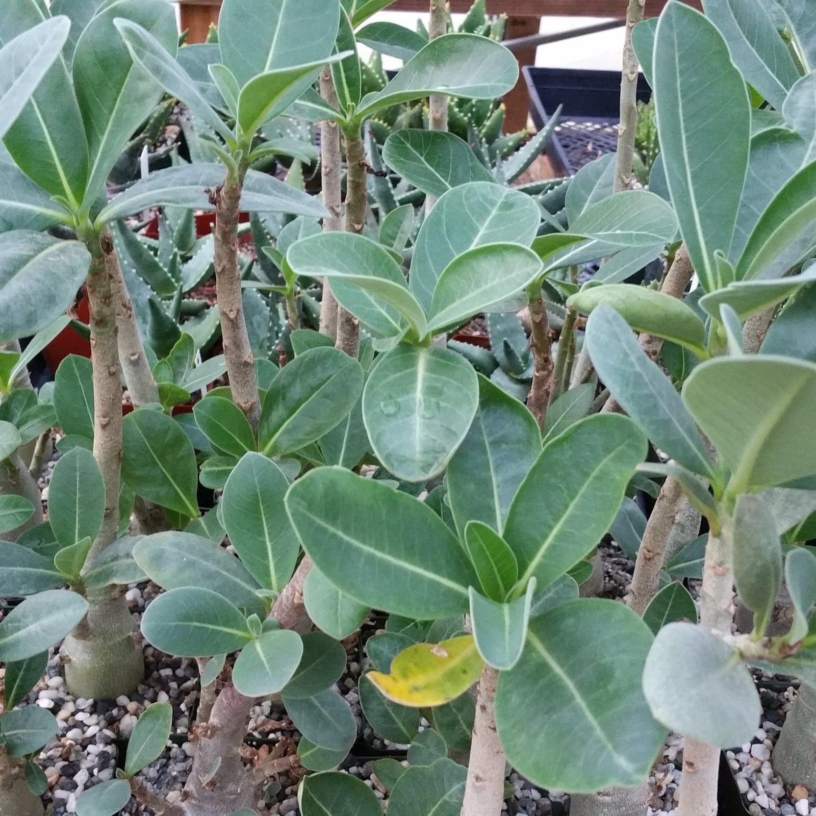 Desert Rose Adenium arabicum (green caudex) 5 seeds FREE SHIPPING!