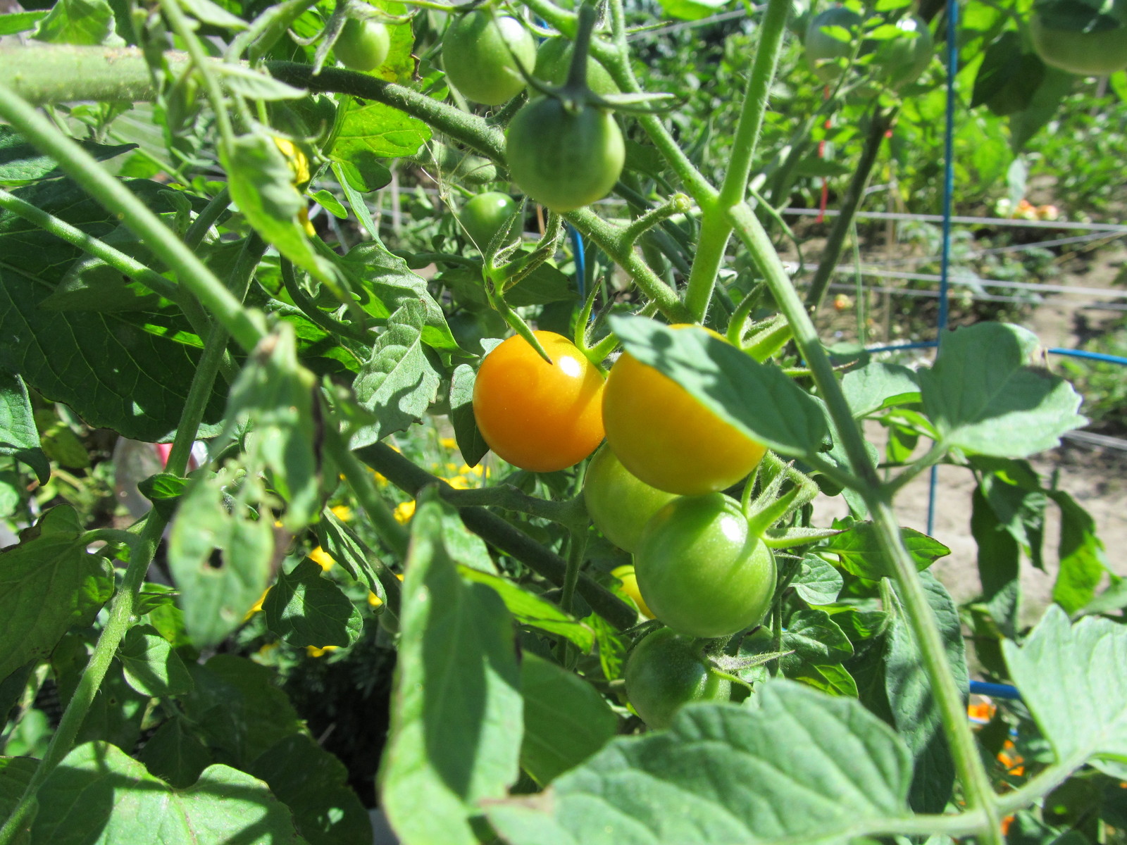 *NEW* *2024* ORGANIC GROWN SUN GOLD CHERRY TOMATO 20 SEED SWEET TOMATO FRESH!