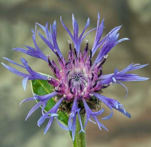 Centaurea montana | Mountain Bluet | Bachelor’s Button | 10 Seeds