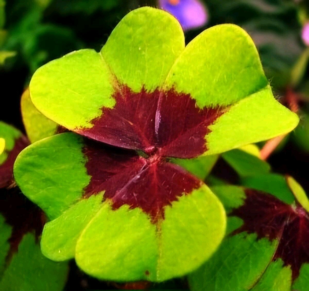 Pack of 15 Gorgeous Iron Cross Shamrock Oxalis Tetraphylla Bulbs