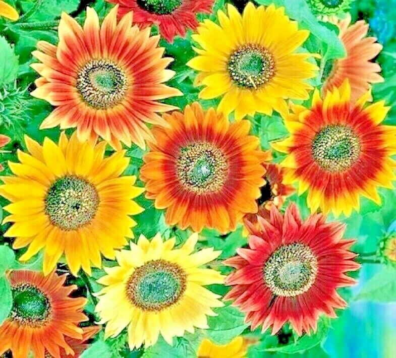 50 AUTUMN BEAUTY SUNFLOWER SEEDS MIX RARE GIANT TALL POLLINATORS BEES HEDGE US