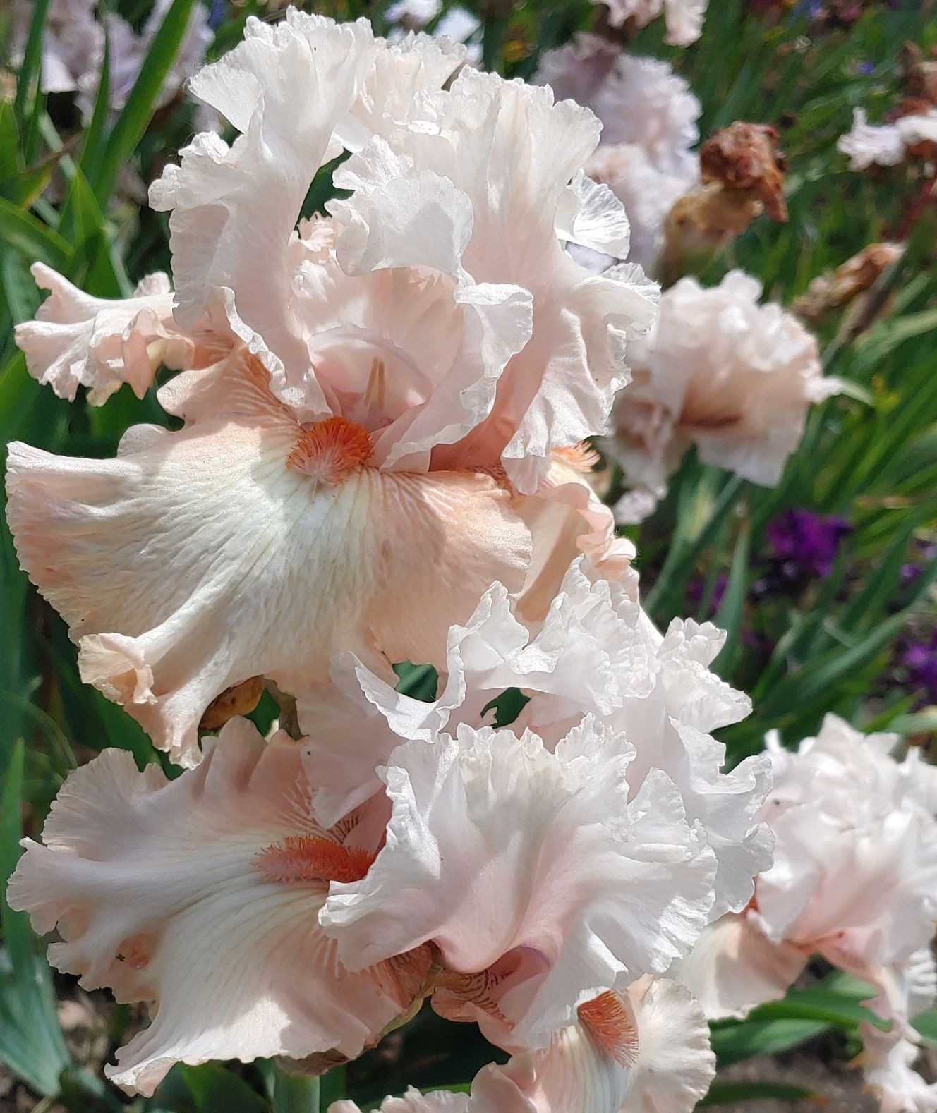 ‘Double Platinum’ TB Rebloom Bearded Iris Rhizome PRE-SALE to Ship Aug/Sept