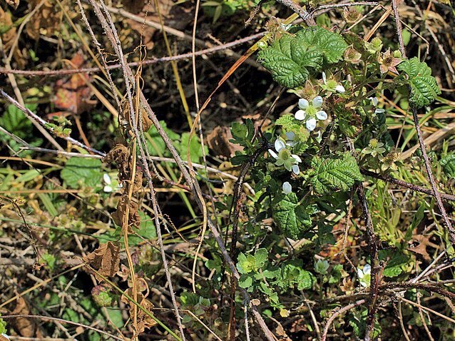 Rubus ursinus | California Blackberry | 20 Seeds