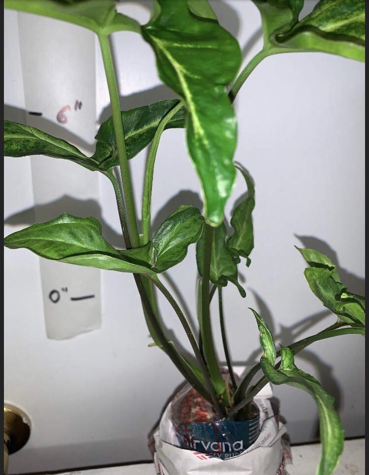 Syngonium Podophyllum Variegated deep cut arrow head plant.