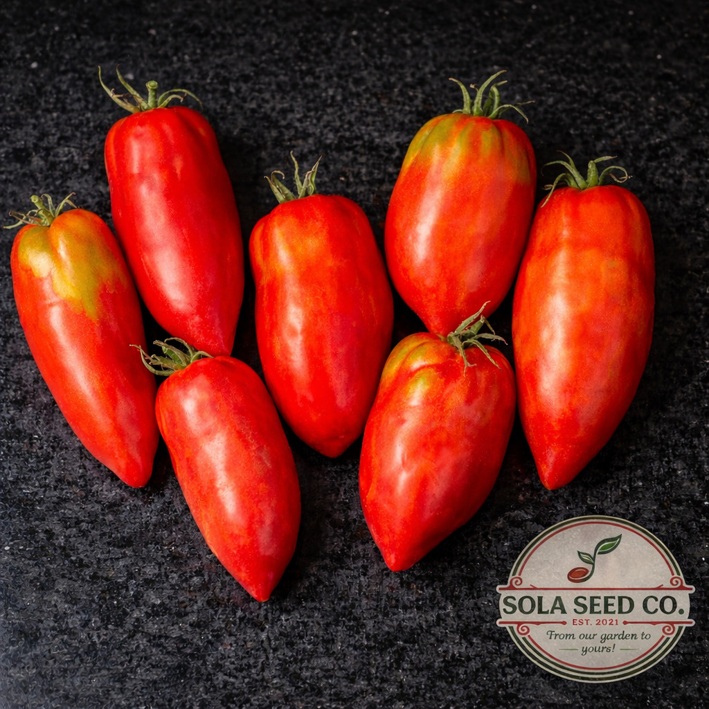 20 Rare Organic Blue Beech Tomato Seeds-Paste-Sauce-Slicer Non-GMO Free Ship