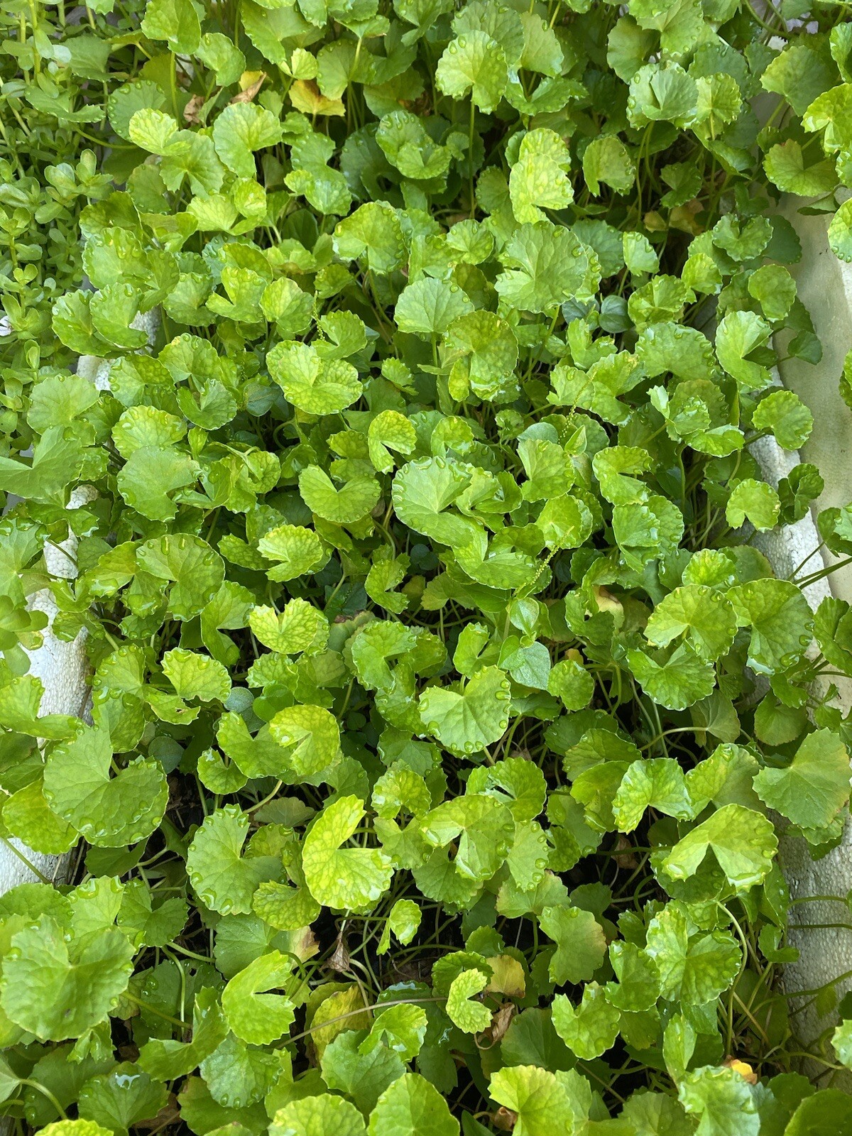 25 Gotu Kola Centella Asiatica Live Plant- Rau Ma Indian Pennywort Live Plant