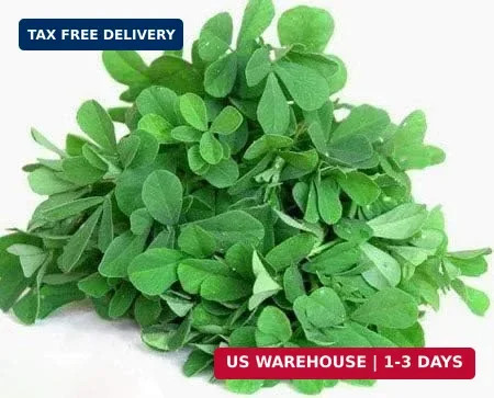 1000 Mixed Herb Seeds Heirloom Non GMO 12 Varieties This is a Mix, Thyme Oregano