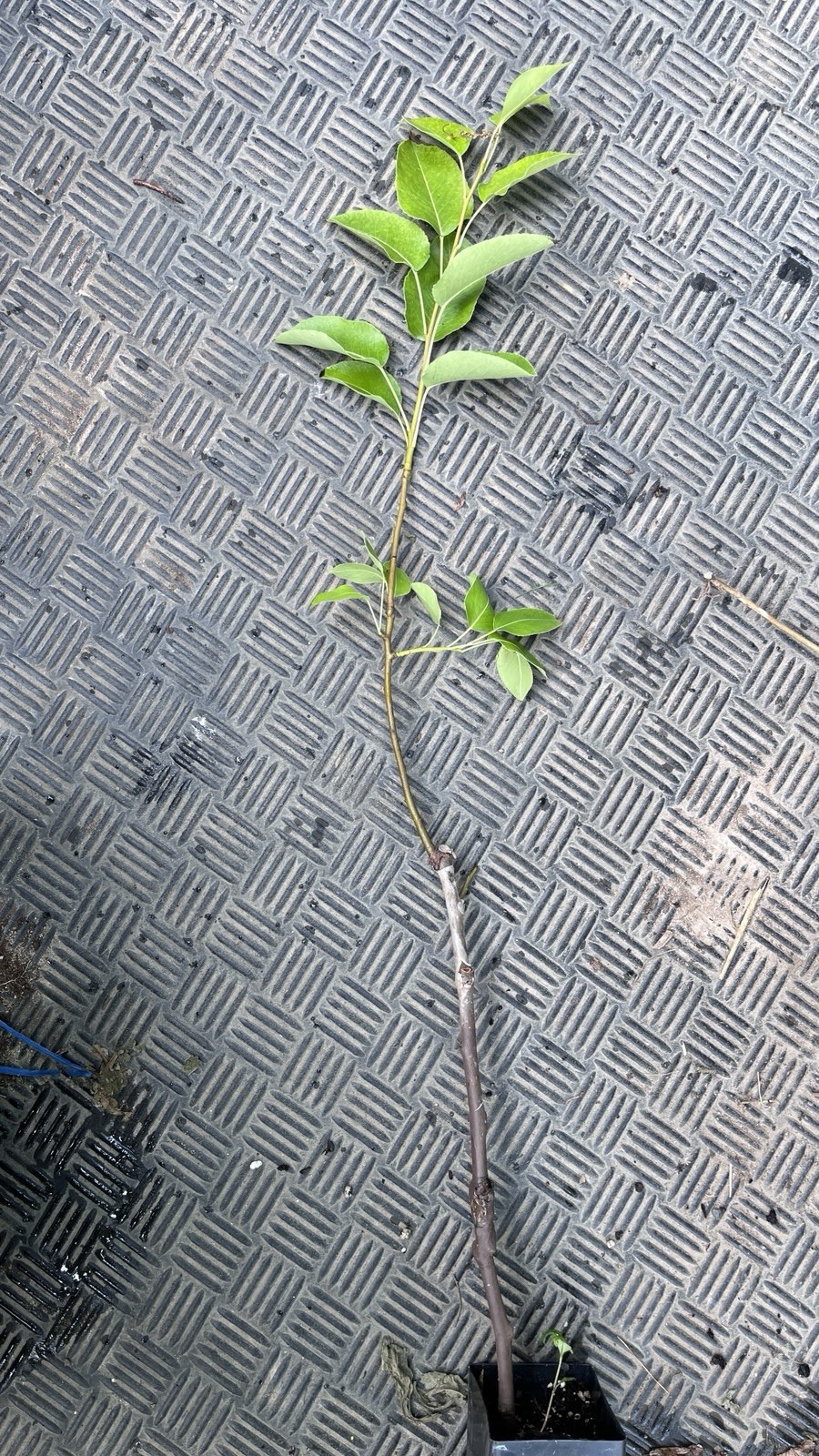 18-26” tall Grafted Luscious pear potted 1-2 years old