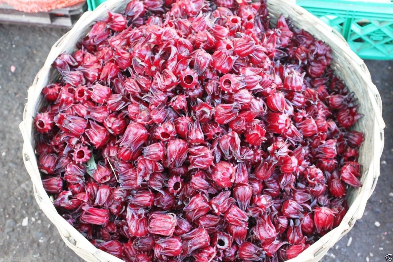 10 Seeds Jamaican Sorrel Seeds, AKA Florida Cranberry , Indian Roselle, Hibiscus
