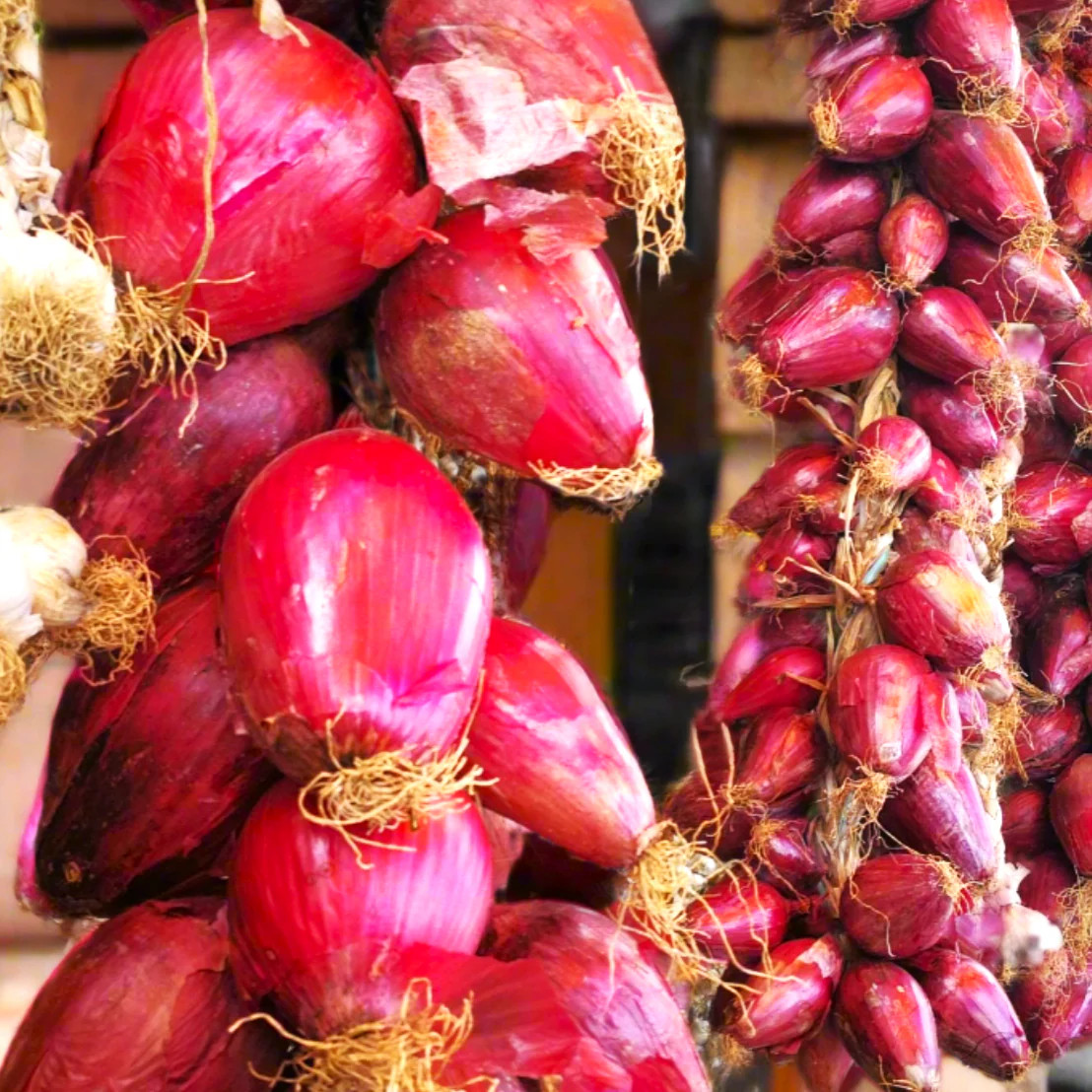 Red Tropea Onion Seeds | Italian Rossa Di Cipolle Torpedo Long Onions Seed 2025