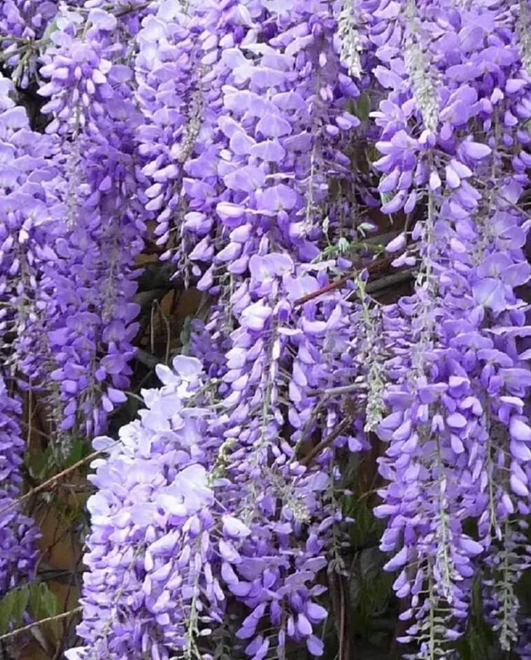 10 Chinese Blue Wisteria sinensis Tree Seeds Fast Flower Vine Hardy Bonsai Plant