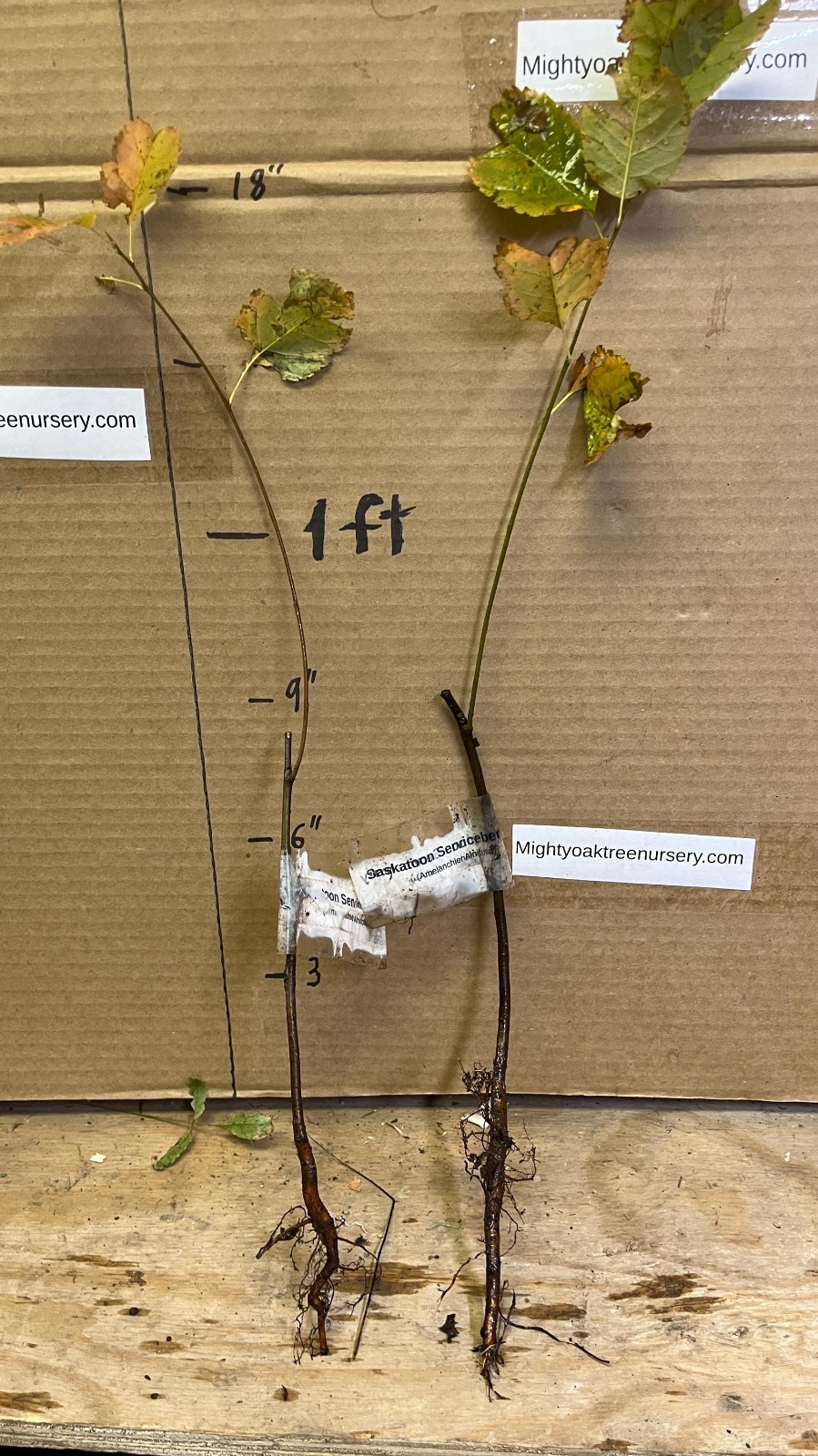Saskatoon Serviceberry 8-12″ tall 1-2 y.o. (Amelanchier) Bare Root Juneberry