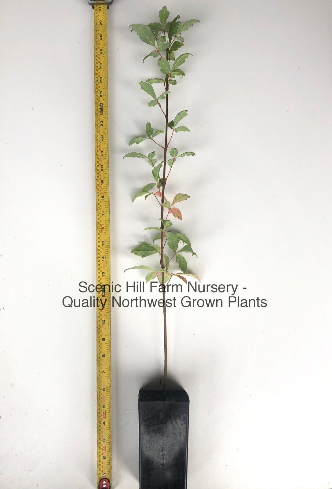 Acer griseum – Paperbark Maple- 18-44 Inches Tall