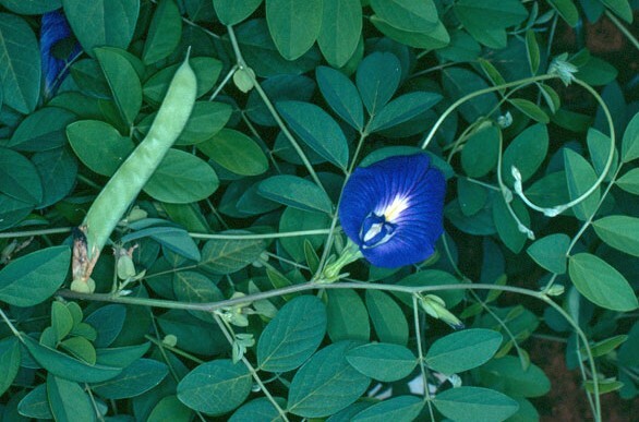 Clitoria ternatea Single Blue | Butterfly Pea | 10_seeds