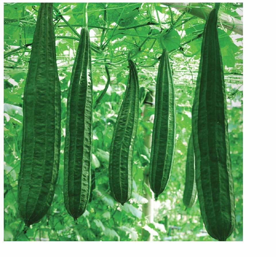 10+Ridged Sponge Gourd Seeds Chinese Okra Angled Luffa Gourd Big Flesh Sigua USA