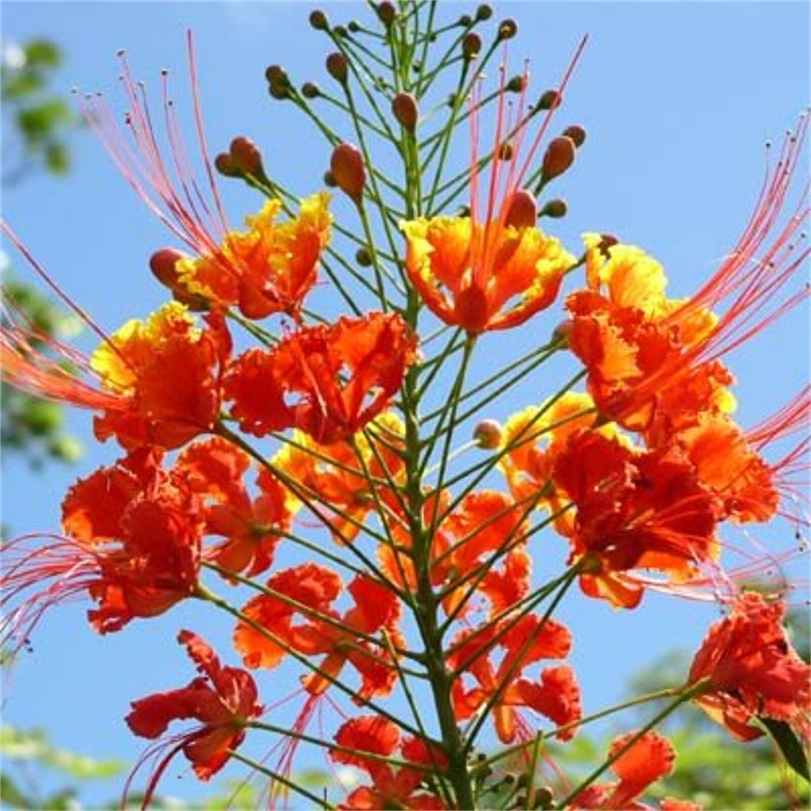 Caesalpinia Pulcherrima 10 Seeds Barbados Flowering Shrub Tree, Bird of Paradise