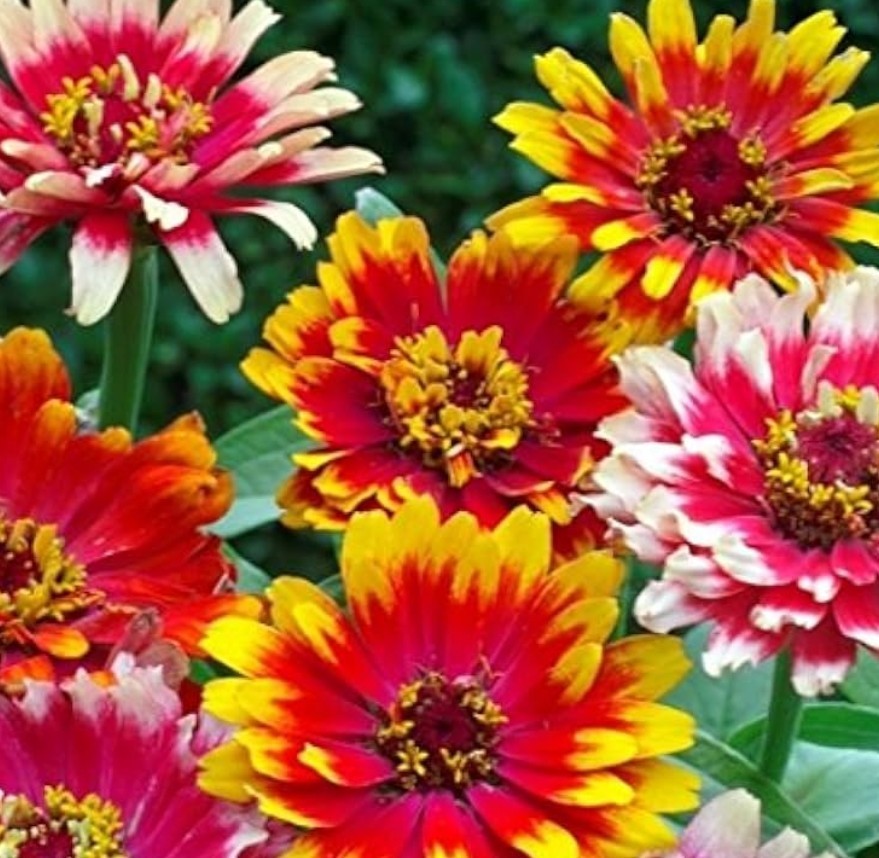 100+ Carrousel Zinnia Mix Seeds **Fresh Seeds** ~~Free Shipping~~