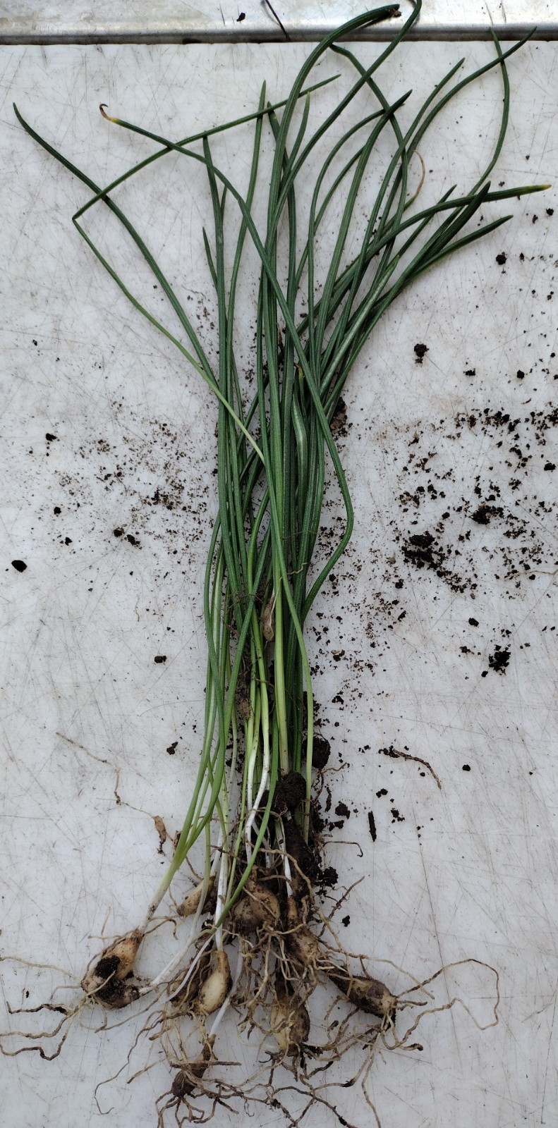 Beautiful Star of Bethlehem (Ornithogalum Umbetallum) Fresh Bulbs – 50 Bulbs!!!!