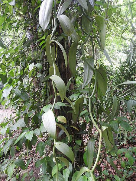 Vanilla planifolia | West Indian or Flat Plane Leafed Vanilla | 100 Seeds