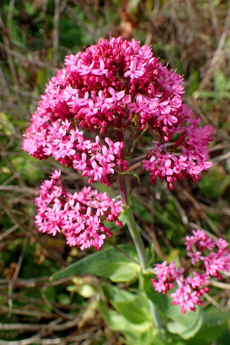 RED VALERIAN, 101 SEEDS, CENTRANTHUS RUBER, JUPITERS BEARD, EZ TO GROW