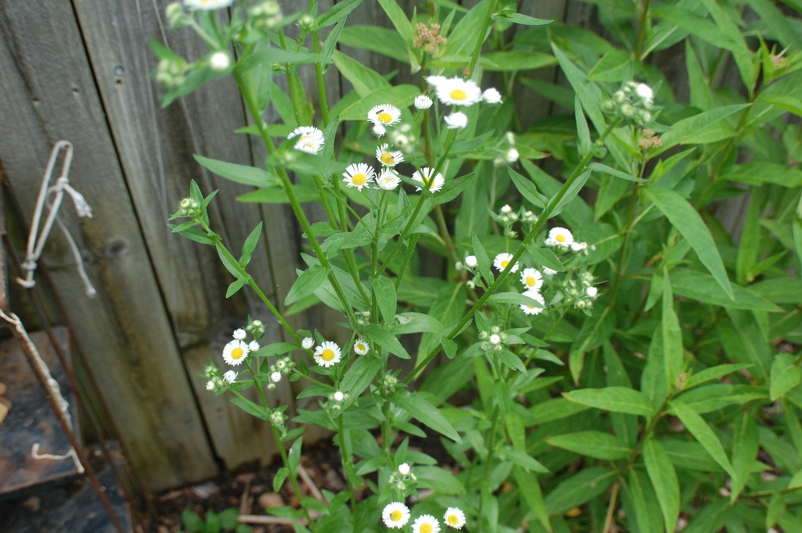 1/4 TSP + ANNUAL FLEABANE DAISY SEEDS/Erigeron annuus/NATIVE US