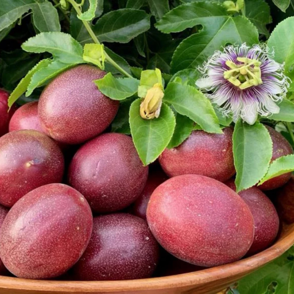 High Yielding Passionfruit Live Plant 4-6 Inches Tall Rooted Cold Hardy Vine