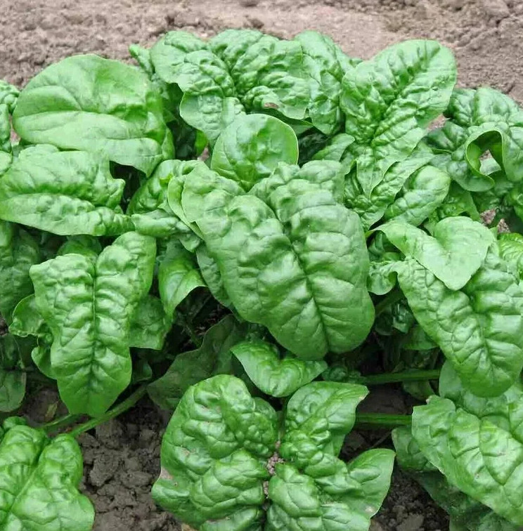 Giant Noble Spinach Seeds | NON-GMO | Heirloom Mai’s Family