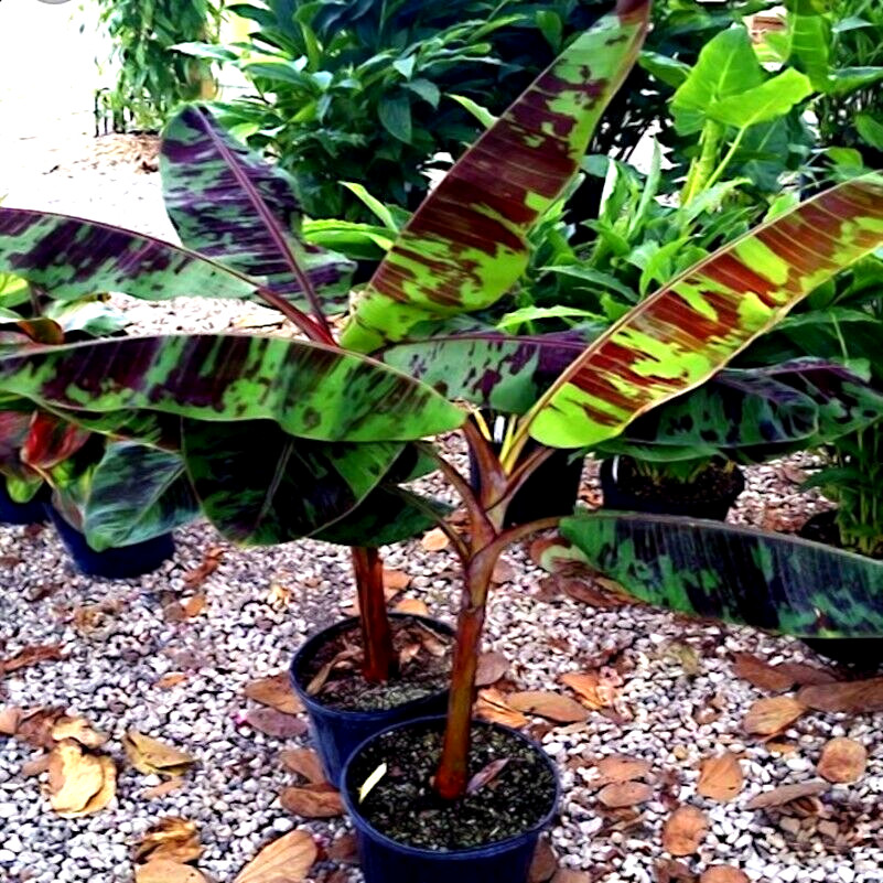 10 Red Tiger Darjeeling Banana Plant Tree Seeds (Musa sikkimensis) Hardy-Zone 5